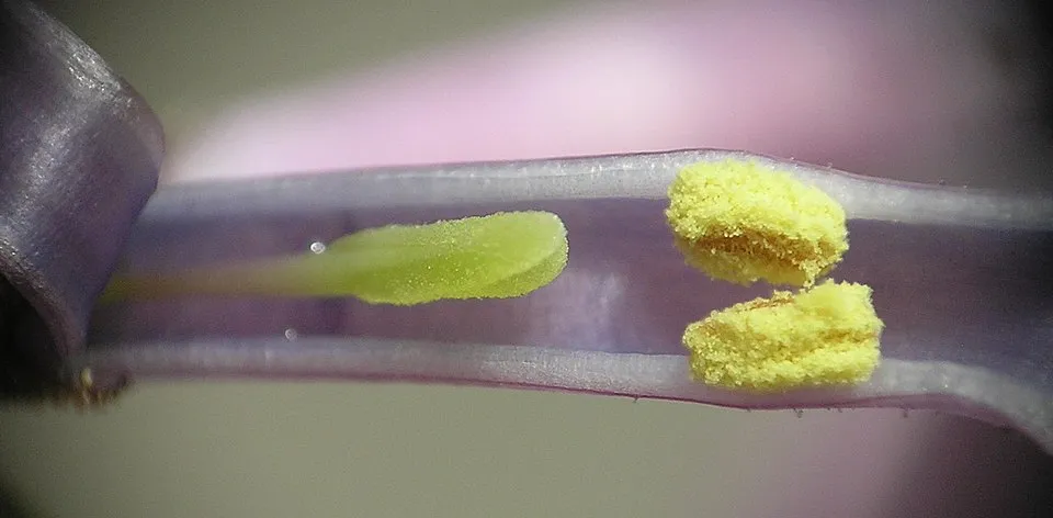 Sötétlila virágú kerti orgona / Syringa vulgaris 'Andeken an Ludwig Spath'