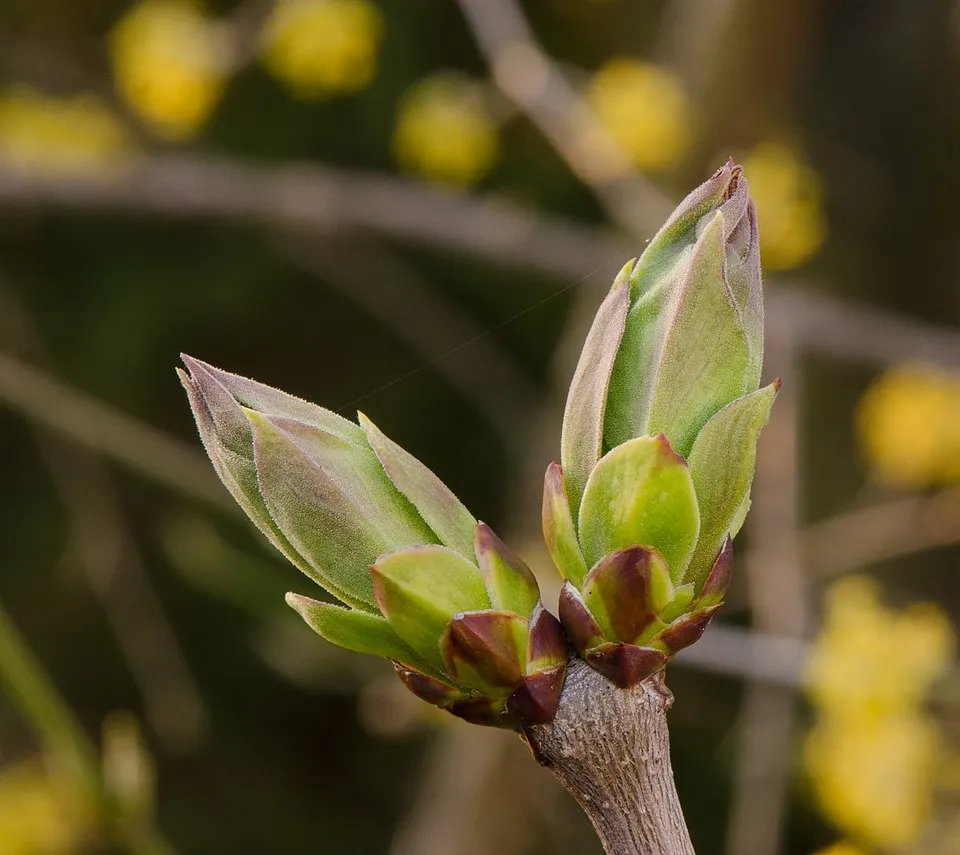 Sötétlila virágú kerti orgona / Syringa vulgaris 'Andeken an Ludwig Spath'