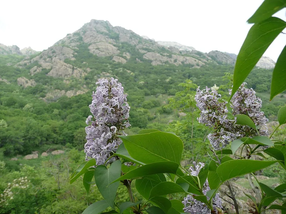 Sötétlila virágú kerti orgona / Syringa vulgaris 'Andeken an Ludwig Spath'