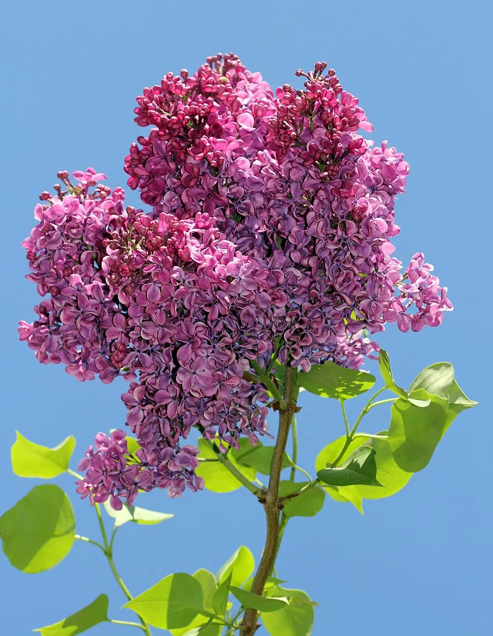Sötétlila virágú kerti orgona / Syringa vulgaris 'Andeken an Ludwig Spath'