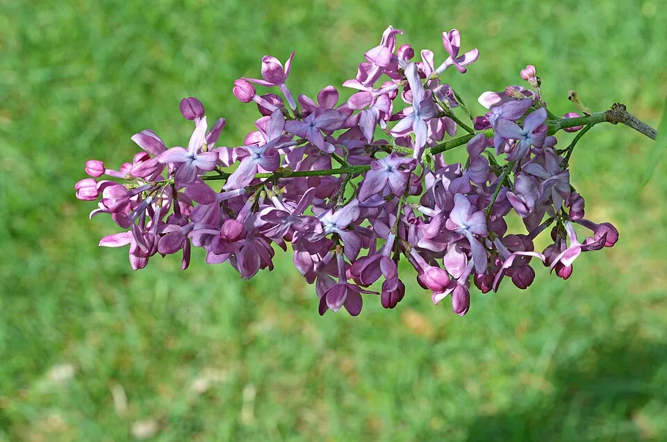 Sötétlila virágú kerti orgona / Syringa vulgaris 'Andeken an Ludwig Spath'