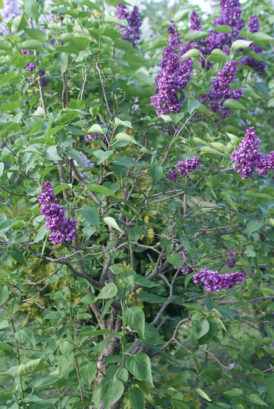 Középlila, teltvirágú kerti orgona / Syringa vulgaris 'Charles Joly'