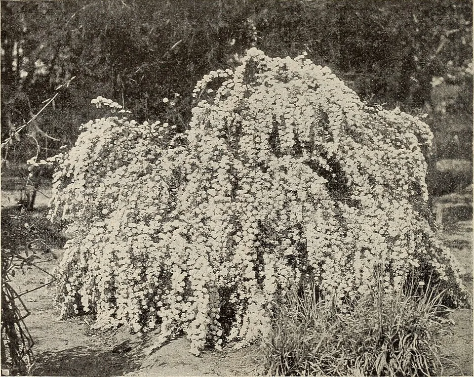 Középlila, teltvirágú kerti orgona / Syringa vulgaris 'Charles Joly'
