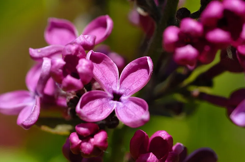 Középlila, teltvirágú kerti orgona / Syringa vulgaris 'Charles Joly'