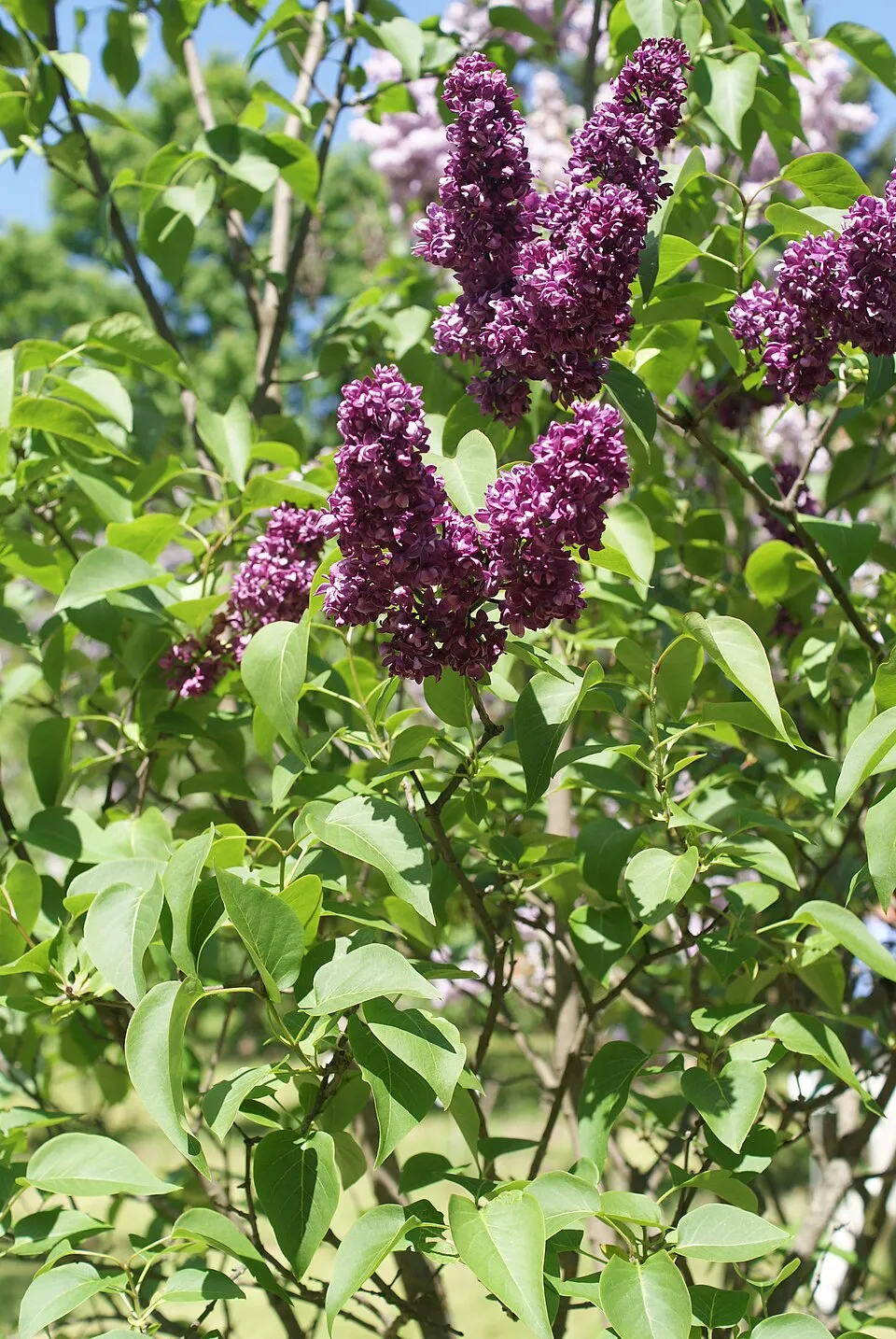 Középlila, teltvirágú kerti orgona / Syringa vulgaris 'Charles Joly'