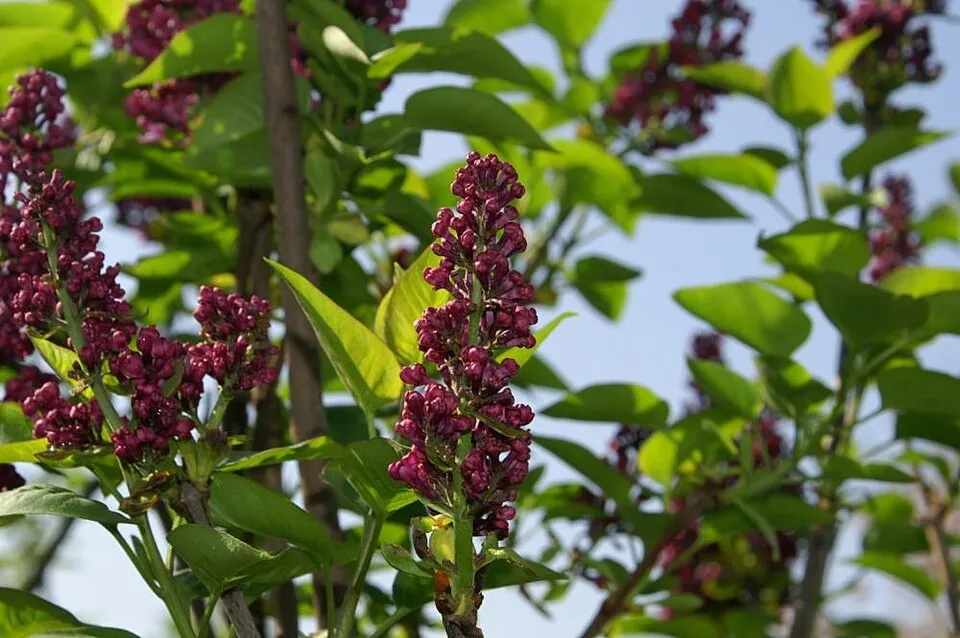 Középlila, teltvirágú kerti orgona / Syringa vulgaris 'Charles Joly'