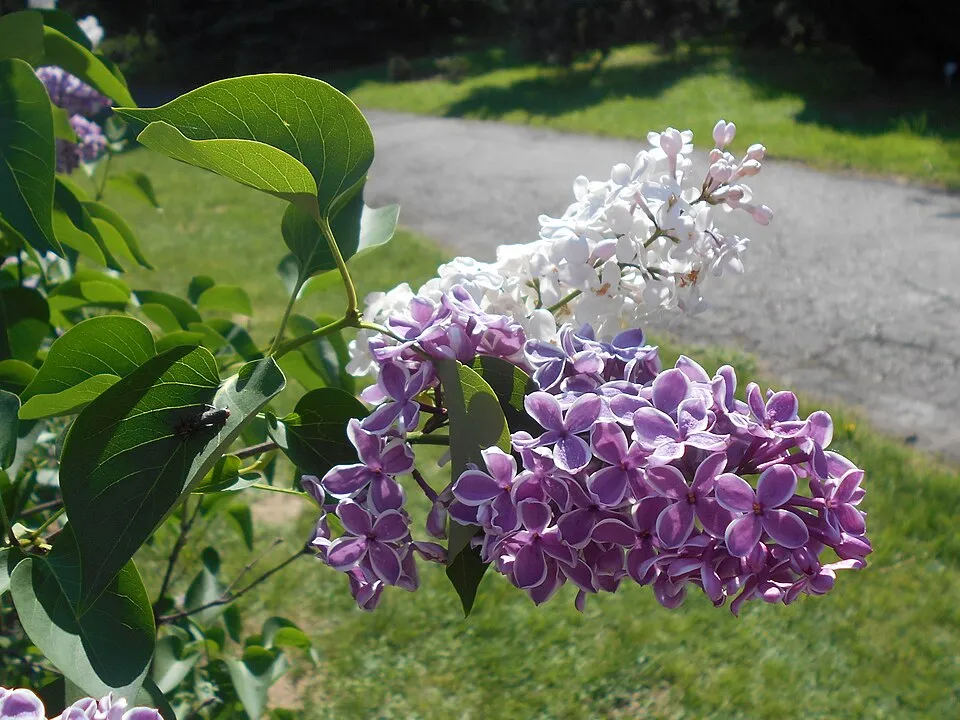 Bíborlila virágú kerti orgona, szirmain ezüstösfehér szegéllyel / Syringa vulgaris 'Sensation'