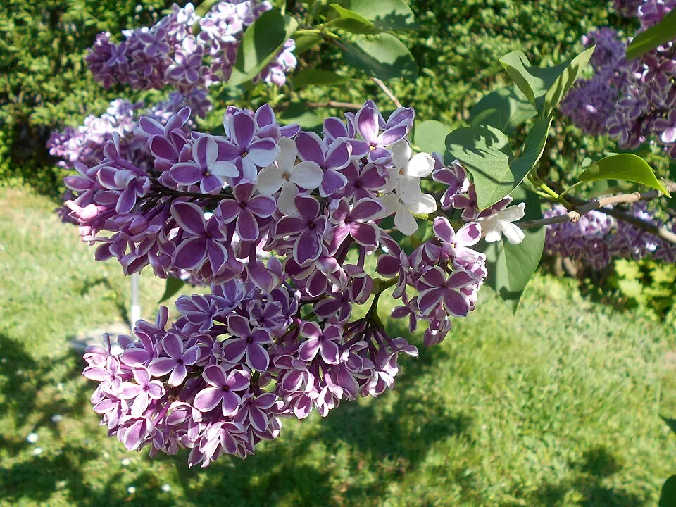 Bíborlila virágú kerti orgona, szirmain ezüstösfehér szegéllyel / Syringa vulgaris 'Sensation'