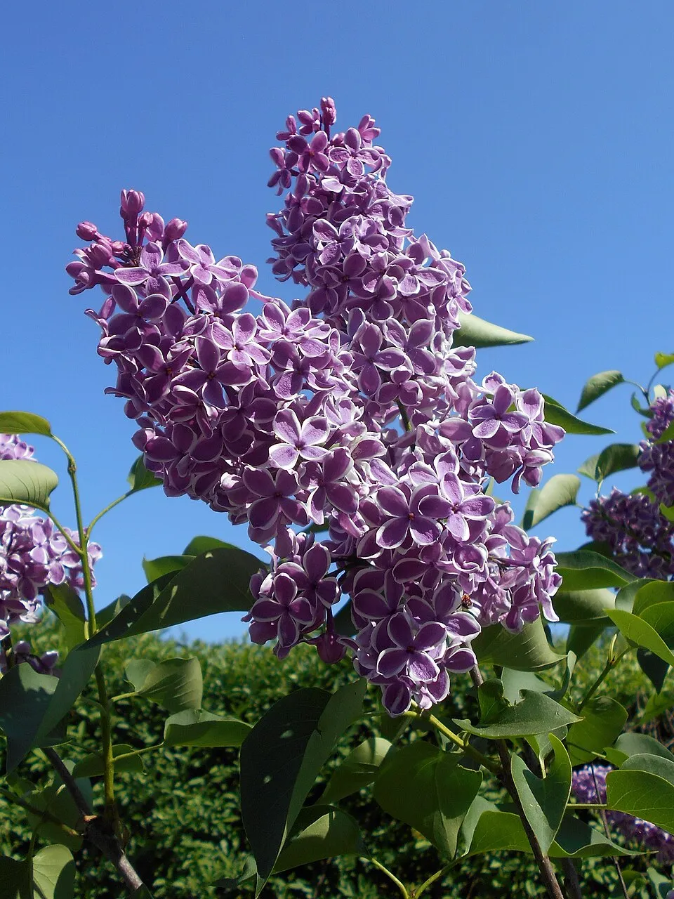 Bíborlila virágú kerti orgona, szirmain ezüstösfehér szegéllyel / Syringa vulgaris 'Sensation'