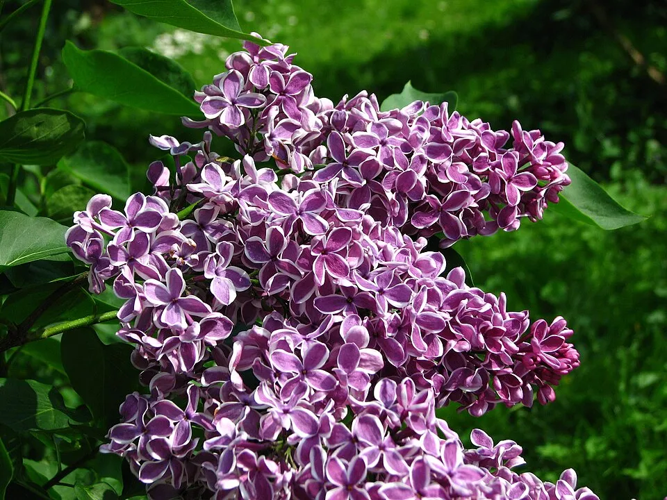 Bíborlila virágú kerti orgona, szirmain ezüstösfehér szegéllyel / Syringa vulgaris 'Sensation'