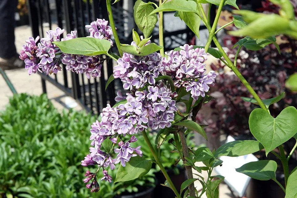 Bíborlila virágú kerti orgona, szirmain ezüstösfehér szegéllyel / Syringa vulgaris 'Sensation'