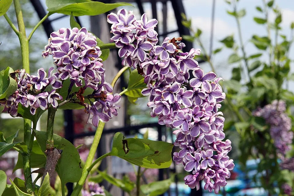 Bíborlila virágú kerti orgona, szirmain ezüstösfehér szegéllyel / Syringa vulgaris 'Sensation'