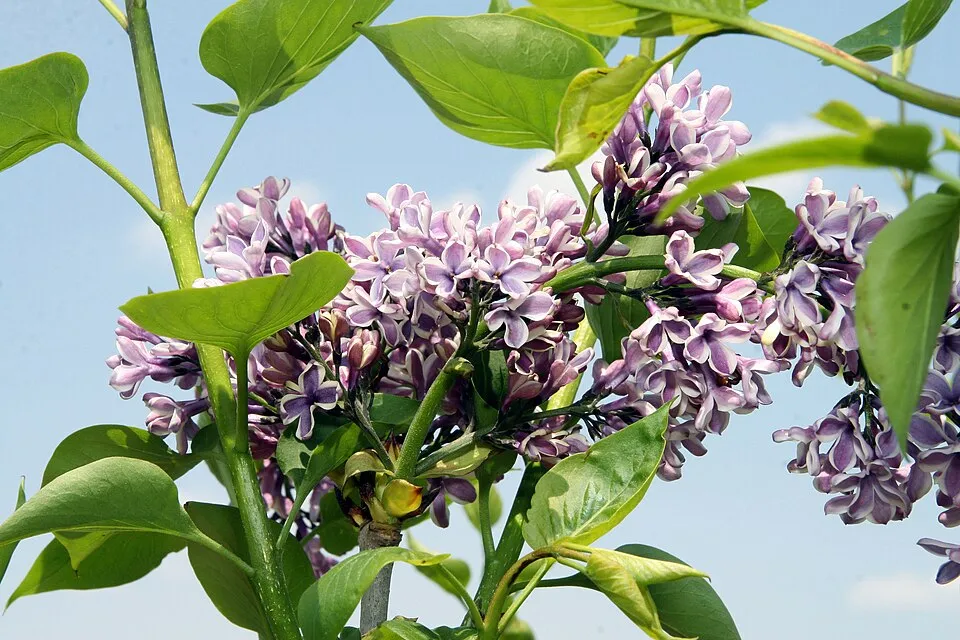 Bíborlila virágú kerti orgona, szirmain ezüstösfehér szegéllyel / Syringa vulgaris 'Sensation'