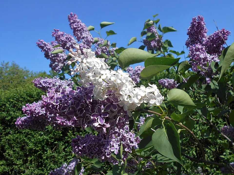 Bíborlila virágú kerti orgona, szirmain ezüstösfehér szegéllyel / Syringa vulgaris 'Sensation'