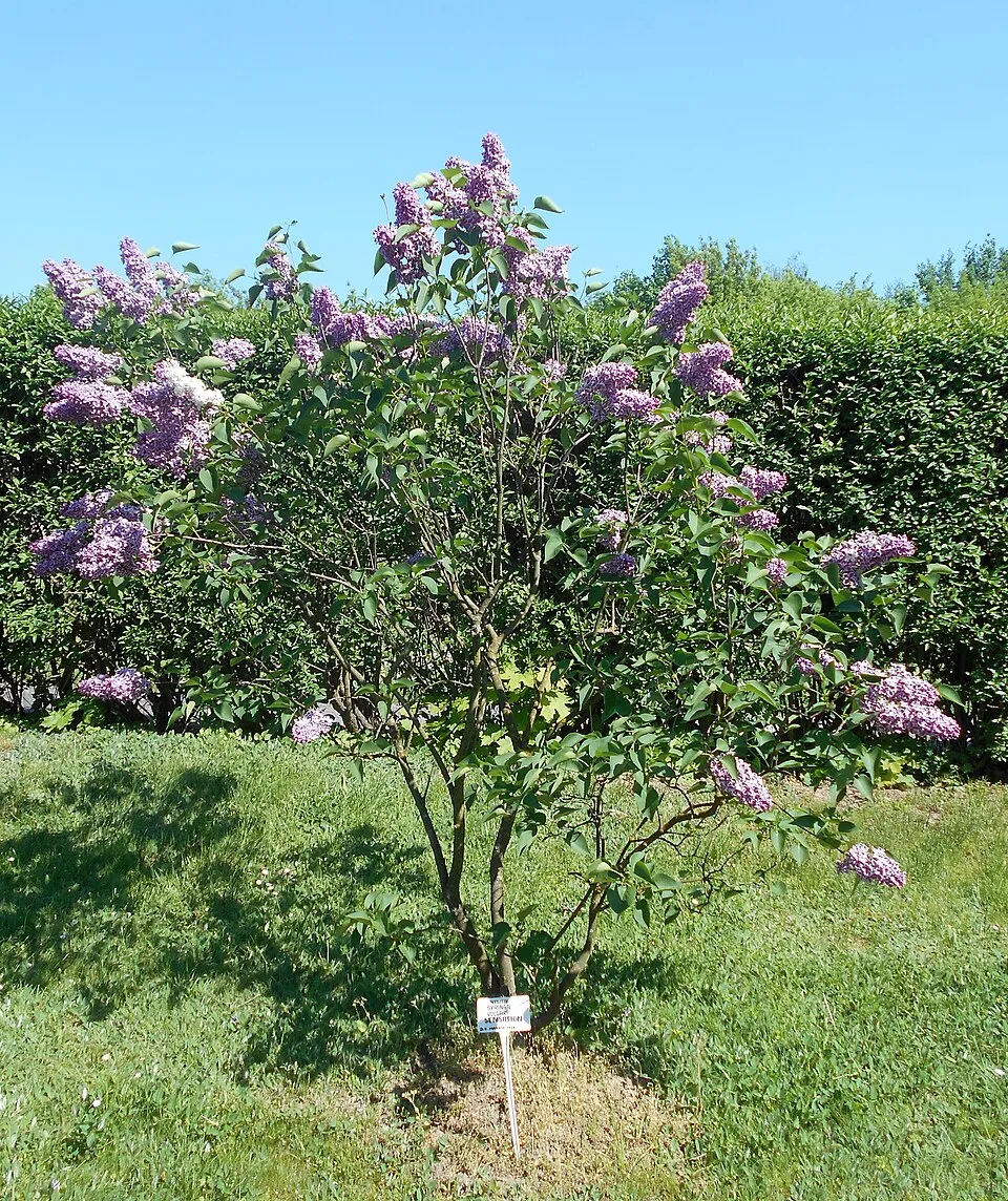 Bíborlila virágú kerti orgona, szirmain ezüstösfehér szegéllyel / Syringa vulgaris 'Sensation'