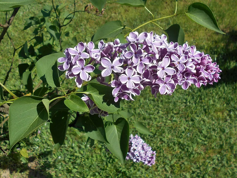 Bíborlila virágú kerti orgona, szirmain ezüstösfehér szegéllyel / Syringa vulgaris 'Sensation'