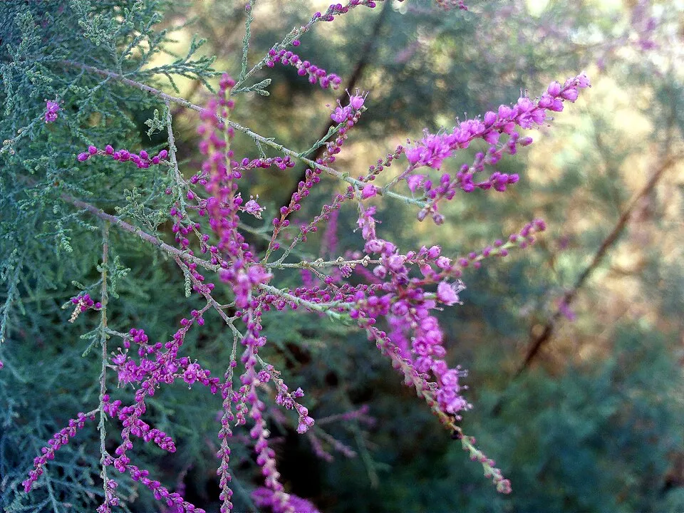 Tamariska / Tamarix tetrandra