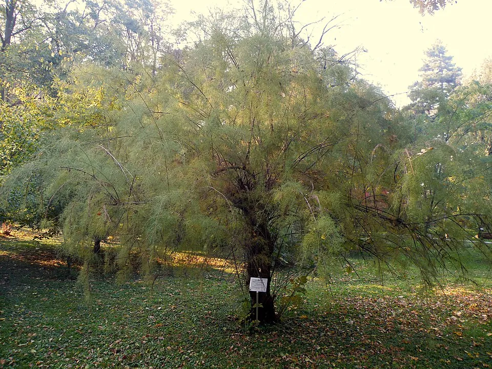 Tamariska / Tamarix tetrandra