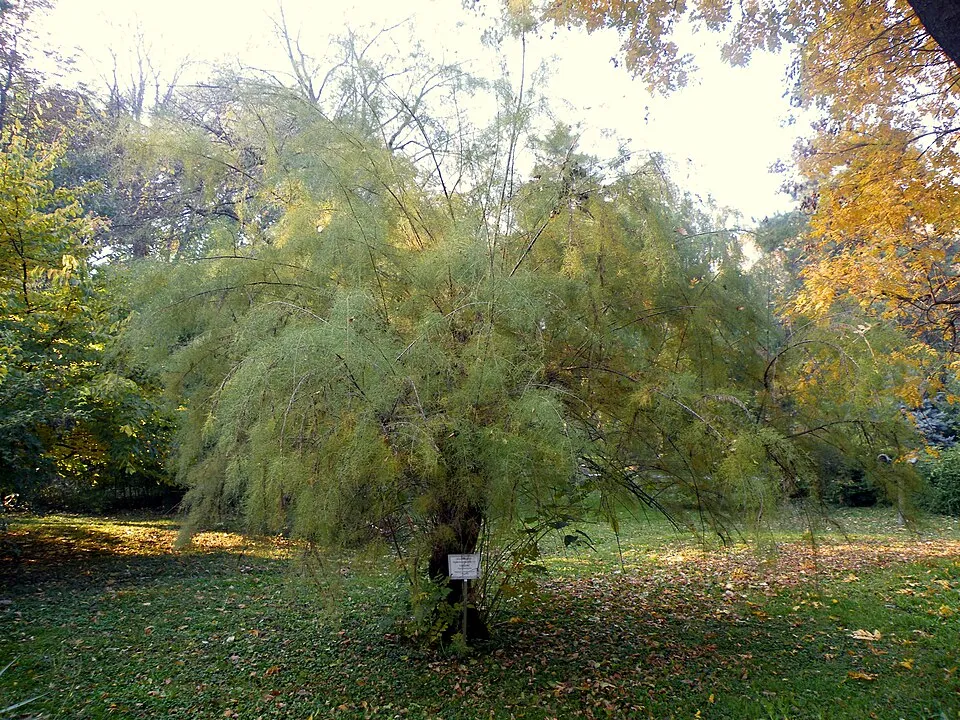 Tamariska / Tamarix tetrandra