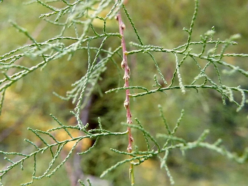 Tamariska / Tamarix tetrandra