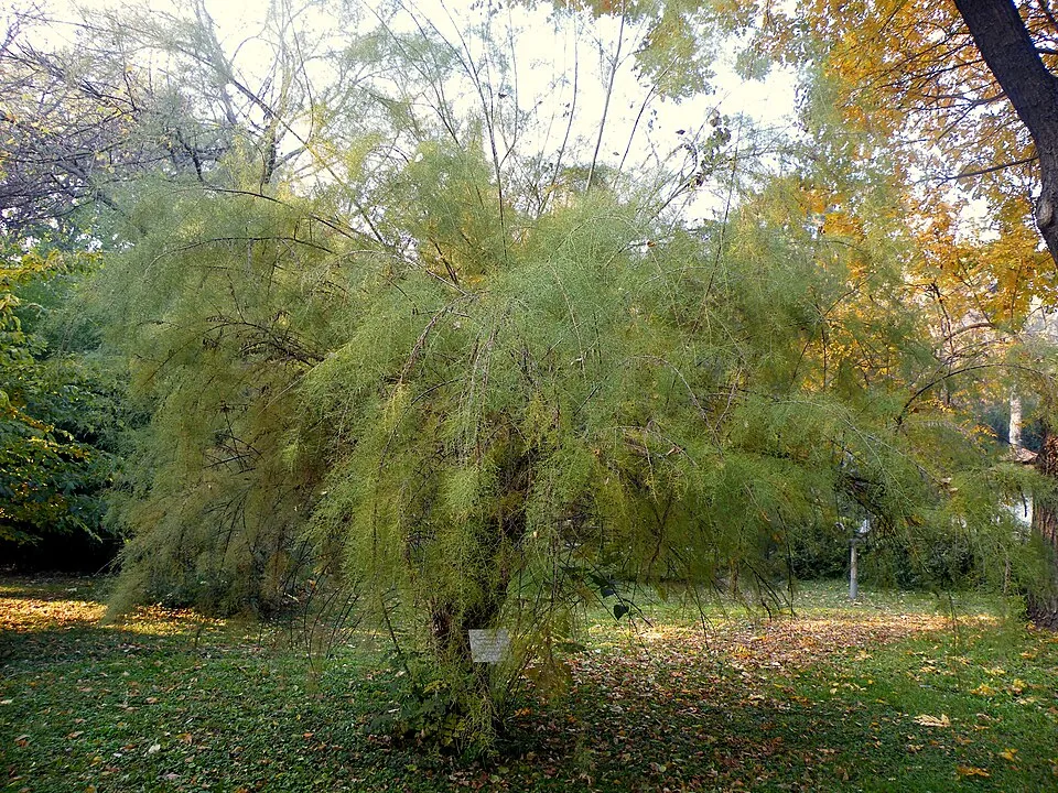 Tamariska / Tamarix tetrandra