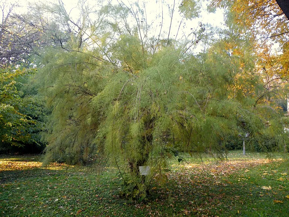 Tamariska / Tamarix tetrandra