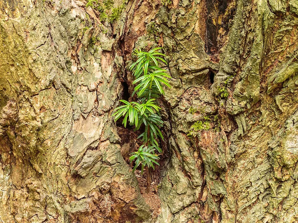 Tiszafa / Taxus baccata