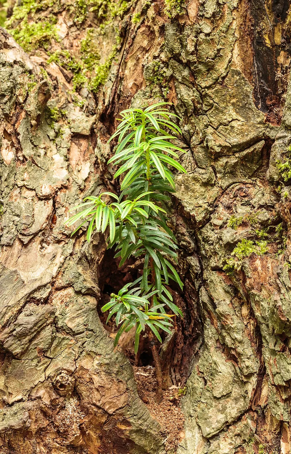 Tiszafa / Taxus baccata