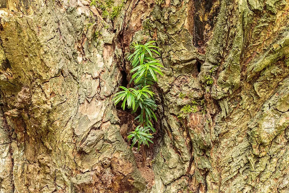 Tiszafa / Taxus baccata