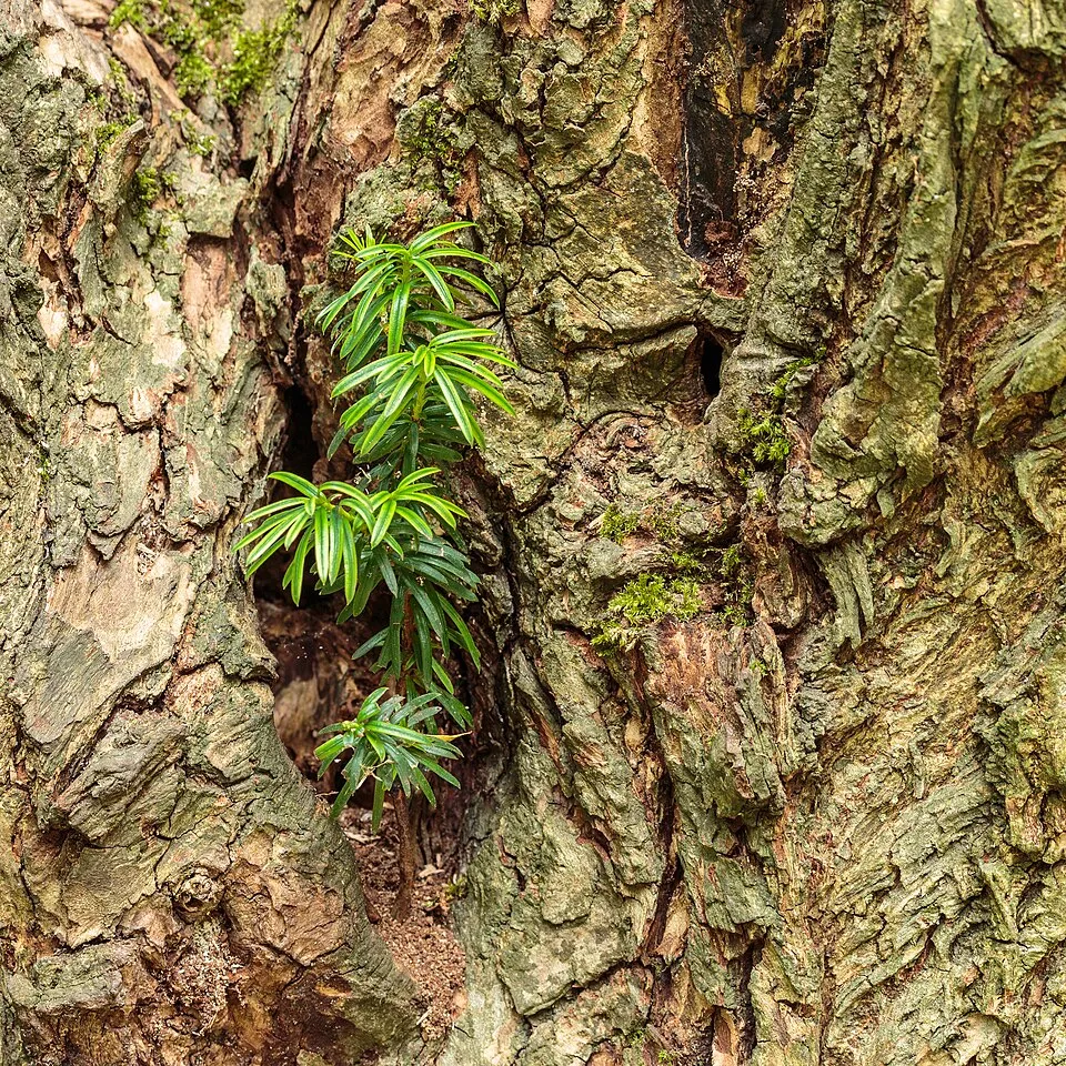 Tiszafa / Taxus baccata