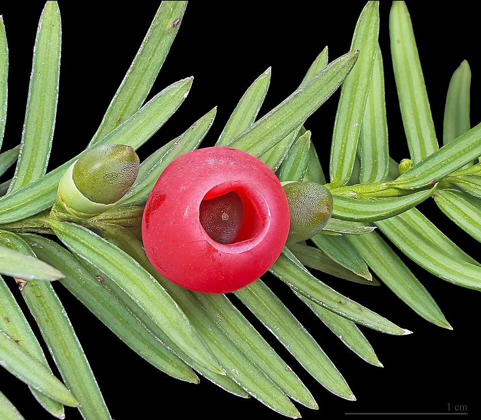 Tiszafa / Taxus baccata