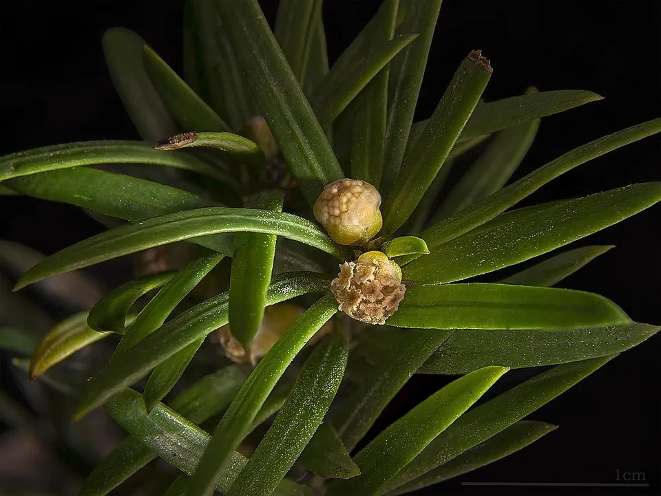 Tiszafa / Taxus baccata
