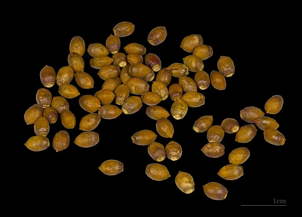 Tiszafa / Taxus baccata