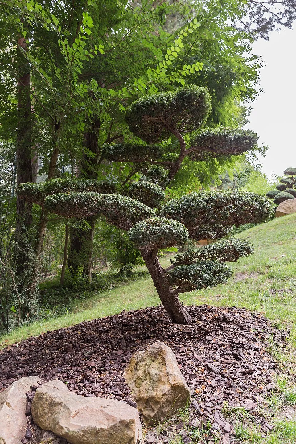 Tiszafa / Taxus baccata