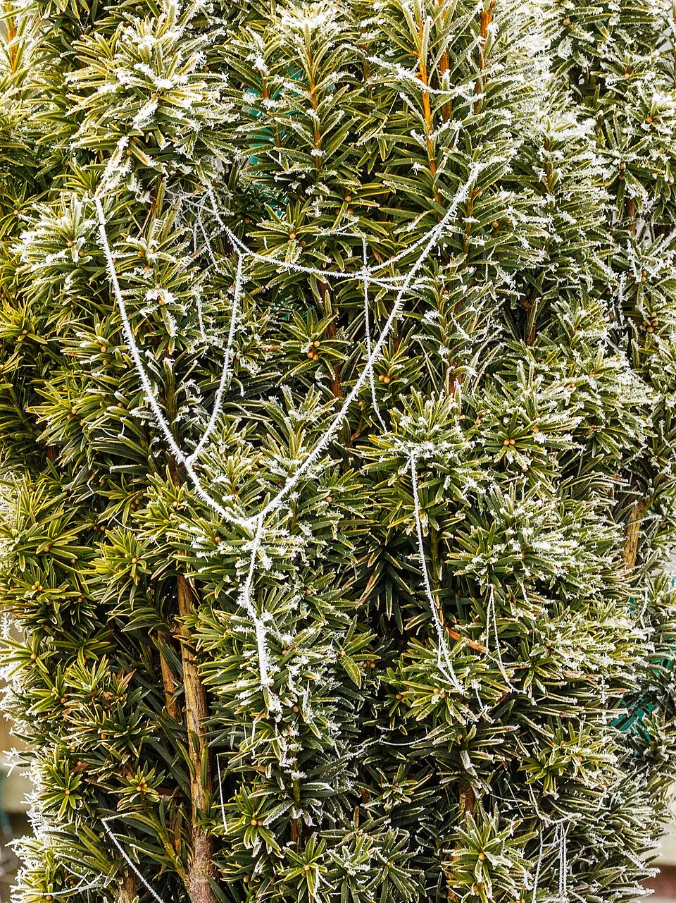 Tiszafa / Taxus baccata