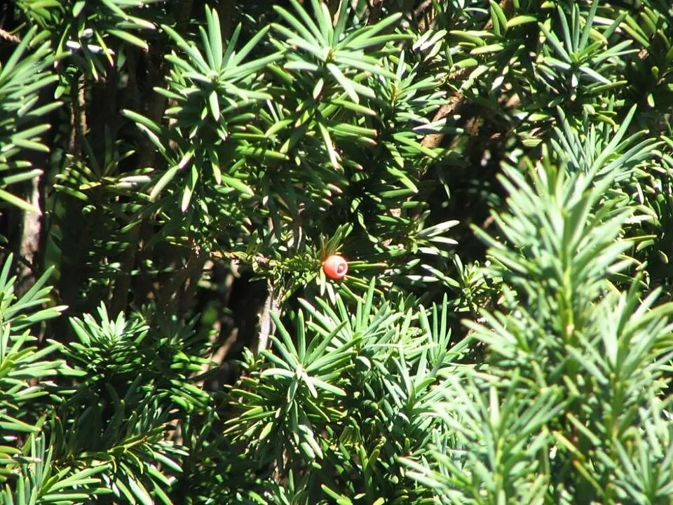 Oszlopos tiszafa / Taxus baccata 'Fastigiata Robusta'