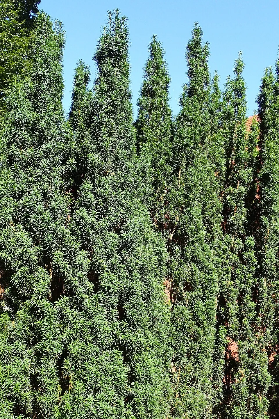 Oszlopos tiszafa / Taxus baccata 'Fastigiata Robusta'