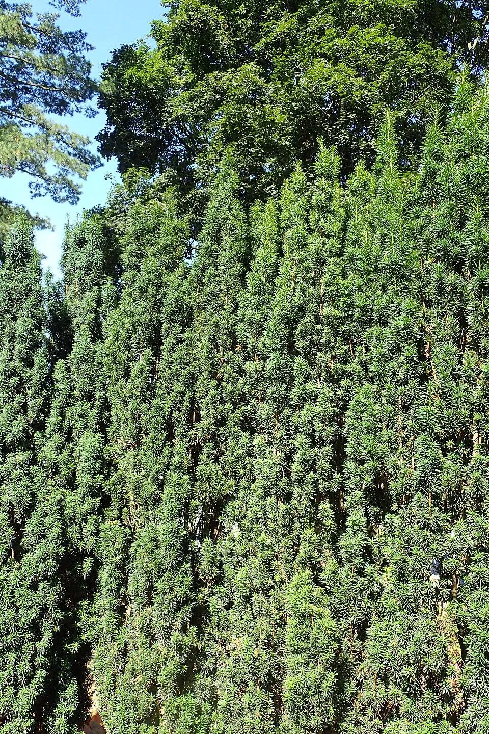Oszlopos tiszafa / Taxus baccata 'Fastigiata Robusta'