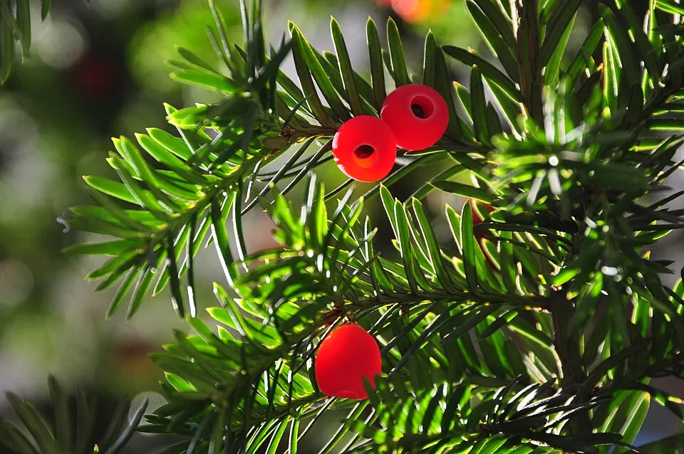 Oszlopos tiszafa / Taxus baccata 'Overeynderii'