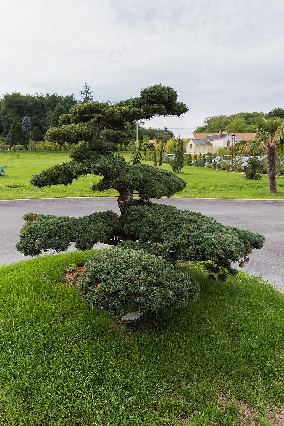 Oszlopos tiszafa / Taxus baccata 'Overeynderii'