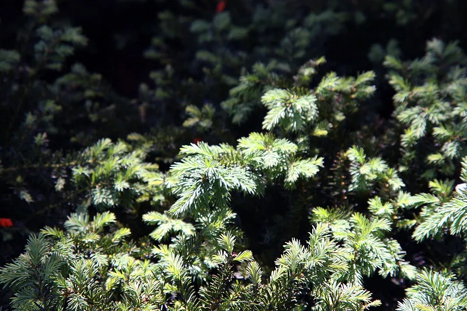 Terülő tiszafa / Taxus baccata 'Repandens'