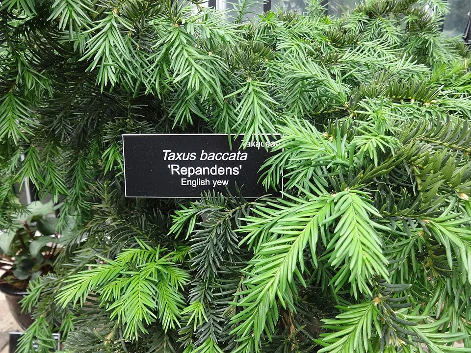 Terülő tiszafa / Taxus baccata 'Repandens'