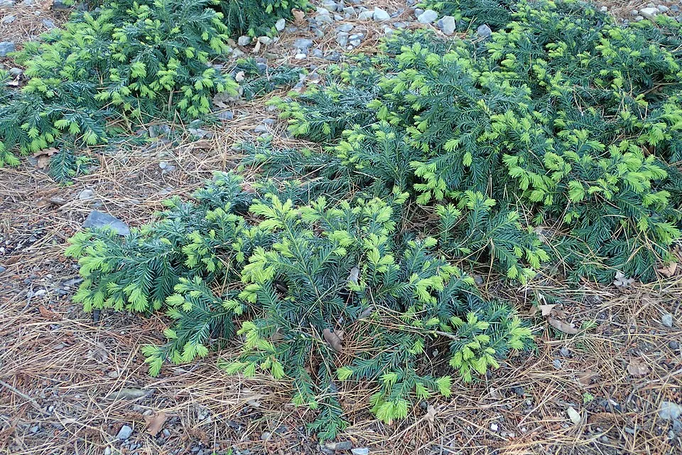 Terülő tiszafa / Taxus baccata 'Repandens'