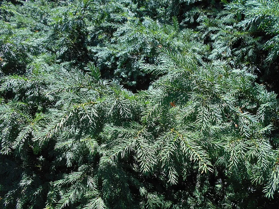 Terülő tiszafa / Taxus baccata 'Repandens'
