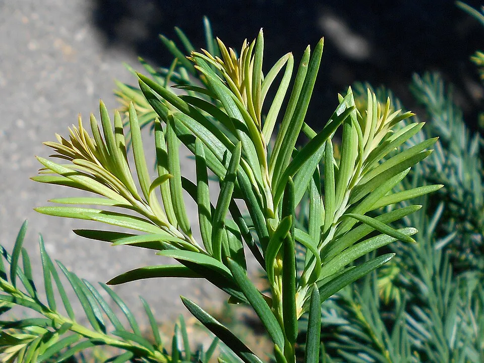 Terülő tiszafa / Taxus baccata 'Repandens'