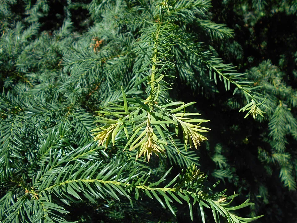 Terülő tiszafa / Taxus baccata 'Repandens'