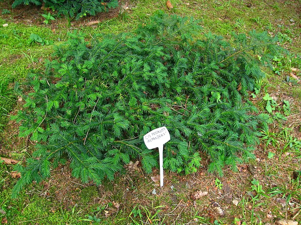 Terülő tiszafa / Taxus baccata 'Repandens'