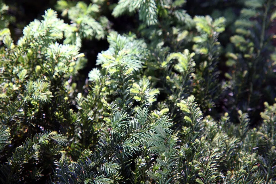Terülő tiszafa / Taxus baccata 'Repandens'