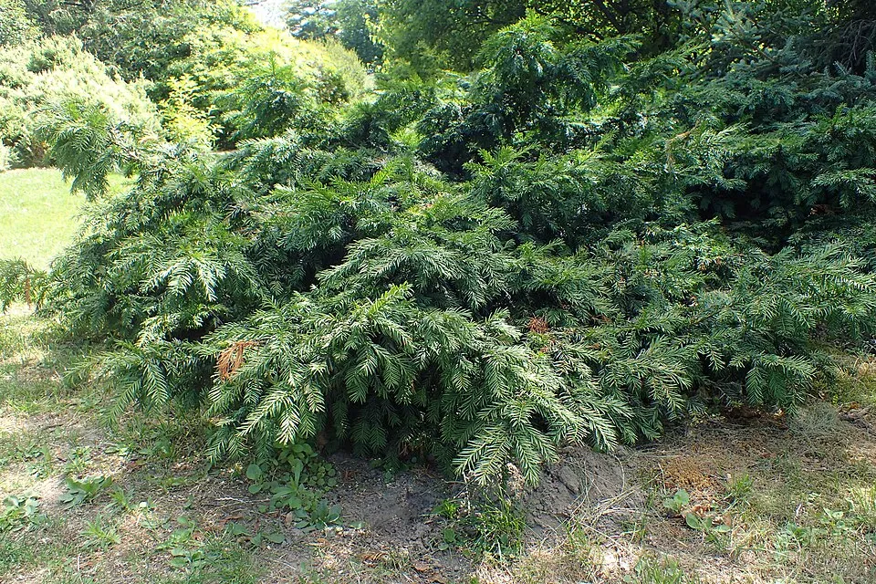 Terülő tiszafa / Taxus baccata 'Repandens'