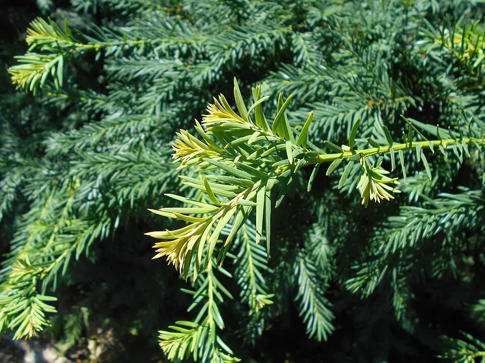 Terülő tiszafa / Taxus baccata 'Repandens'